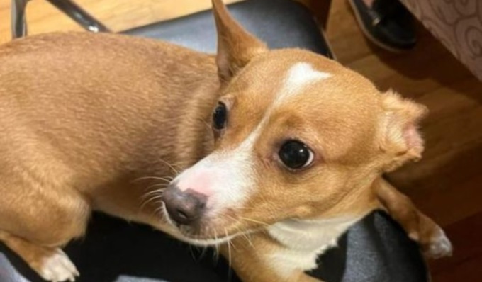 Entrano in casa per rubare, insieme a denaro e preziosi portano via anche la cagnolina Guendalina