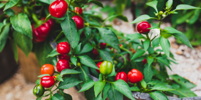 Ortobello, il concorso Amatoriale per il Miglior Orto di Pavia