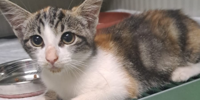 Lancia il gatto oltre la recinsione del canile Enpa, poi minaccia i volontari