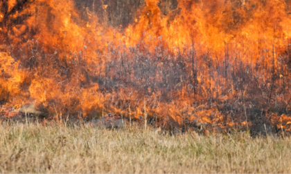 Scoppia l'incendio sul prato secco vicino ad un'azienda pavese