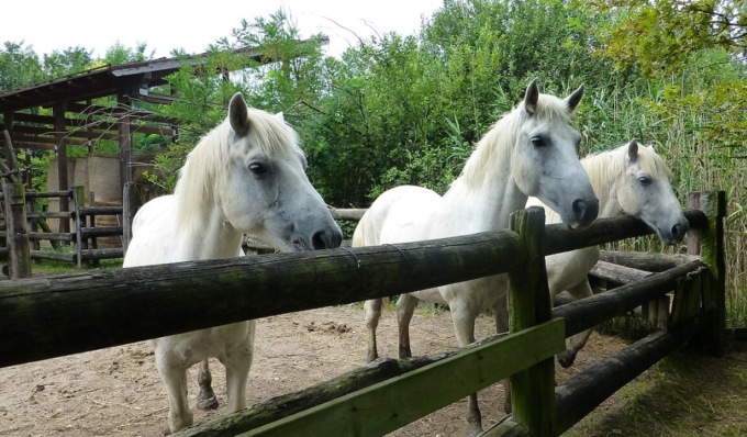 Istruttore colpito al torace dal calcio di un cavallo, 38enne in ospedale