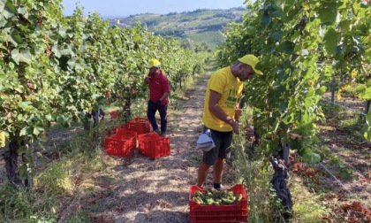 Avviata la vendemmia in Oltrepò: -30% di uve per troppe piogge, ma buona qualità