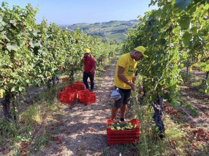 Avviata la vendemmia in Oltrepò: -30% di uve per troppe piogge, ma buona qualità