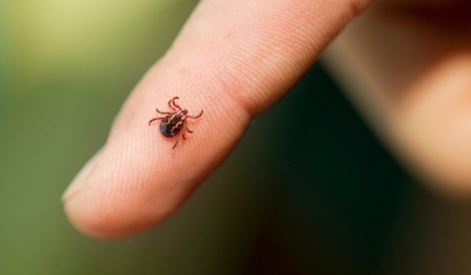 Con il caldo è allerta zecche, come prevenire le punture e cosa fare se si viene morsi