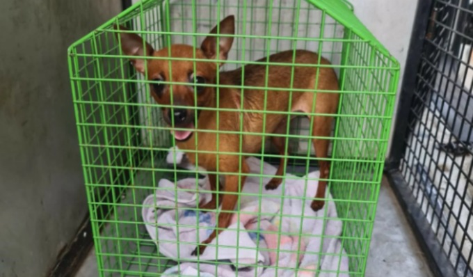Quattro cani rinchiusi al buio senza cibo e acqua e in condizioni igienico sanitarie pessime