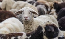 Blue Tongue, confermato contagio in Lombardia: "Nessun allarme, situazione sotto controllo"