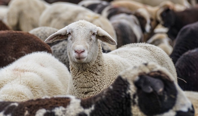 Blue Tongue, confermato contagio in Lombardia: “Nessun allarme, situazione sotto controllo”