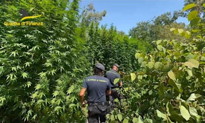 Coltivazione illegale di cannabis sulle rive del Ticino, estirpate e distrutte 57 piante