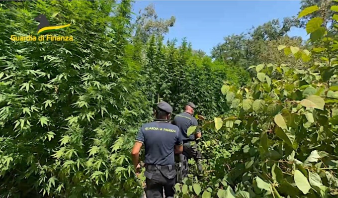 Piantagione di cannabis nel Parco del Ticino, 200 piante alte più di due metri raggiungibili solo via acqua