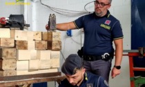 Scoperta fabbrica di bancali in legno contraffatti: sequestrati due capannoni, oltre 4.300 pallet e 170 tonnellate di legname