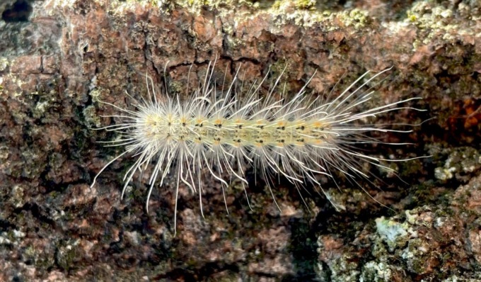 Aree verdi infestate da “Hyphantria cunea”, a Pavia parte la disinfestazione