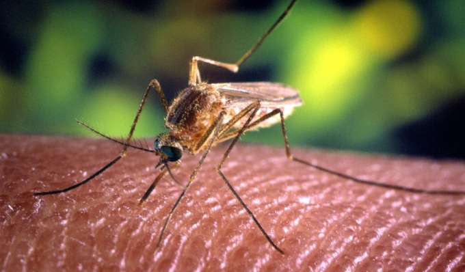 Caso di West Nile in Lomellina, pensionato 80enne ricoverato in rianimazione