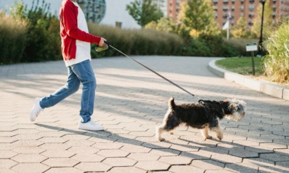 A spasso con Fido con la bottiglietta dell'acqua per pulire anche la pipì: l'ordinanza del Sindaco di Pavia