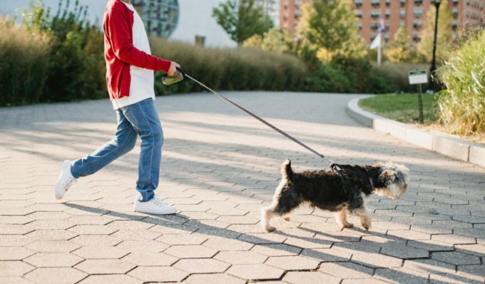 A spasso con Fido con la bottiglietta dell’acqua per pulire anche la pipì: l’ordinanza del Sindaco di Pavia