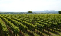 Peronospora e maltempo dimezzano la vendemmia in Oltrepò Pavese