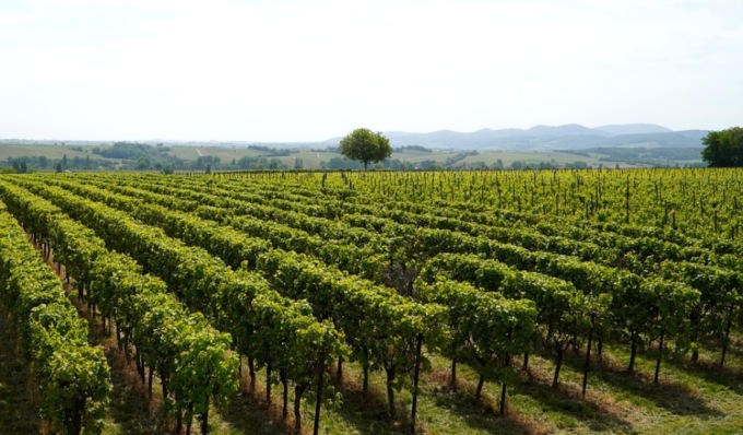 Peronospora e maltempo dimezzano la vendemmia in Oltrepò Pavese