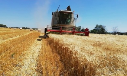 Piede nella mietitrebbiatrice, agricoltore 64enne in ospedale in elisoccorso