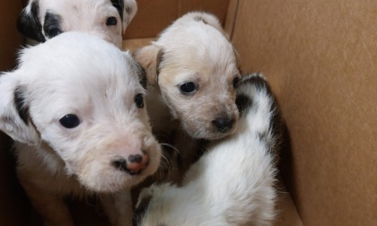 Quattro cuccioli di cane da salvare, trovati abbandonati sotto un cavalcavia