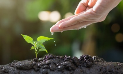 Pavia affronta i cambiamenti climatici con la piantumazione di 349 nuovi alberi