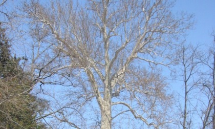 Giornata nazionale degli alberi 2024, l'orto botanico dell'Università di Pavia celebra il suo patrimonio arboreo