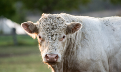 Colpito da una testata data da un toro: 48enne finisce in ospedale per il trauma