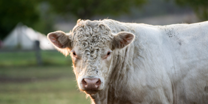 Colpito da una testata data da un toro: 48enne finisce in ospedale per il trauma