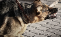 Accoltellato in strada a Vigevano e azzannato da un cane, denunciato il 19enne responsabile