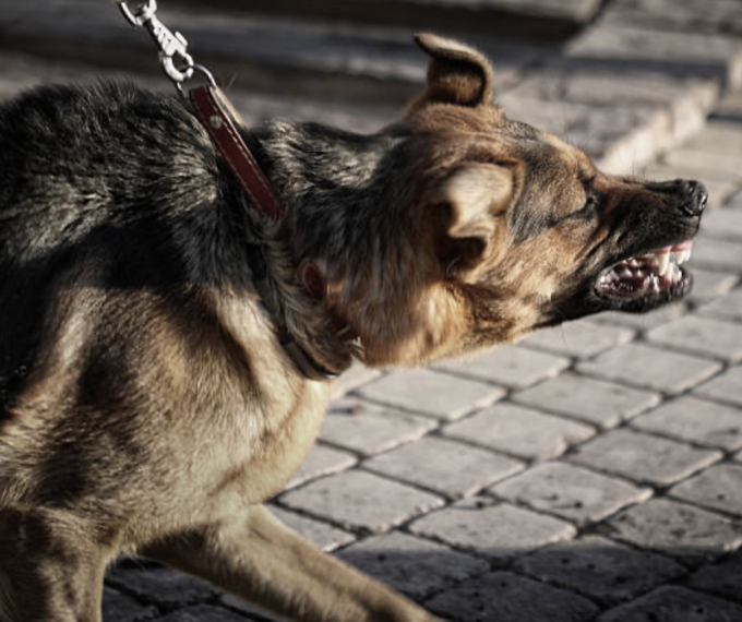 Accoltellato in strada a Vigevano e azzannato da un cane, denunciato il 19enne responsabile