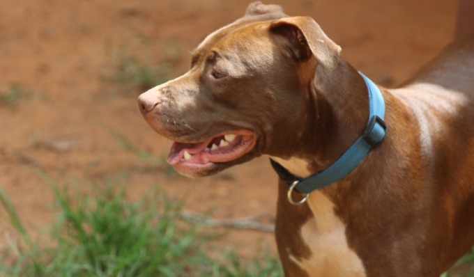 Pitbull aggredisce mamma e figlio, trasportati in ospedale per le ferite riportate