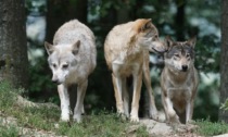 Il ritorno del lupo in Lombardia, avvistamenti dall'Oltrepò Pavese alla Valtellina