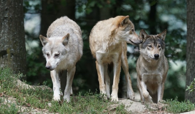 Il ritorno del lupo in Lombardia, avvistamenti dall’Oltrepò Pavese alla Valtellina
