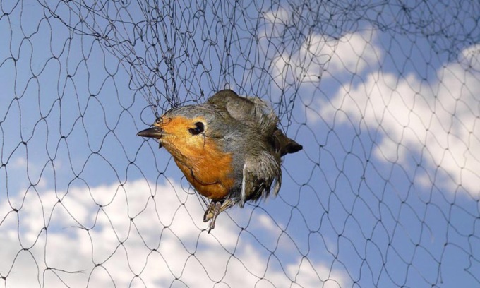 Cattura e maltratta 40 uccelli di specie protetta nell’Oltrepò Pavese per rivenderli come esche