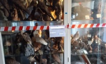 Tassidermista nei guai: maxi sequestro di animali (in via di estinzione) imbalsamati