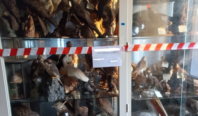Tassidermista nei guai: maxi sequestro di animali (in via di estinzione) imbalsamati