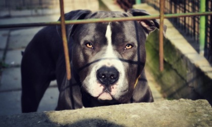 Caos in centro a Vigevano, ubriachi insultano i passanti poi aizzano un pitbull contro la Polizia