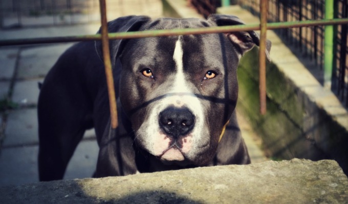 Caos in centro a Vigevano, ubriachi insultano i passanti poi aizzano un pitbull contro la Polizia