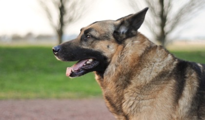 Falsi tecnici dell’acquedotto messi in fuga dal cane della vittima