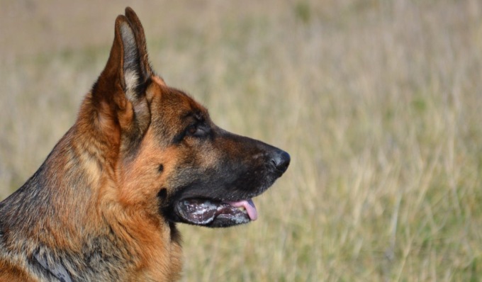 Coppia azzannata dal proprio cane, si salvano barricandosi in una stanza
