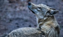 Lupo si avvicina al centro abitato: l'avvistamento a Montebello della Battaglia e il decalogo del Comune