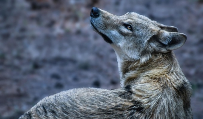 Lupo si avvicina al centro abitato: l’avvistamento a Montebello della Battaglia e il decalogo del Comune