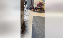 Il video shock dei cani picchiati da un senzatetto in centro a Pavia