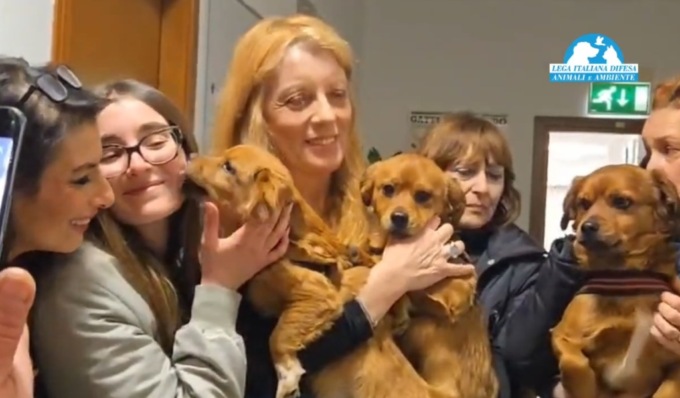Cani maltrattati a Pavia, salvati e affidati all’Onorevole Michela Vittoria Brambilla