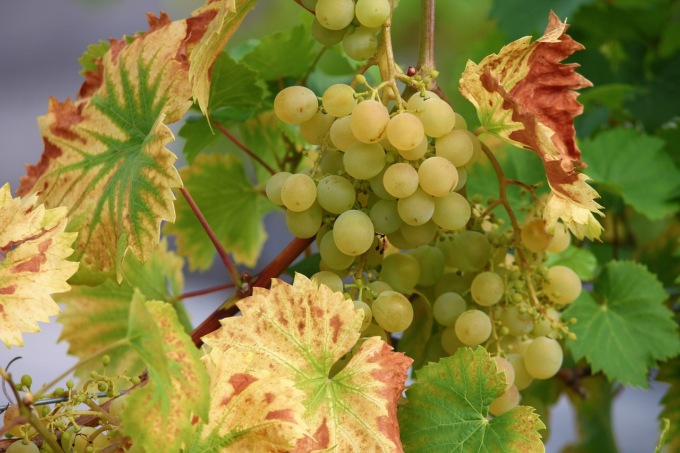Biodivino 2025, il vino biologico tra sostenibilità e cultura del bere: seminario a Fortunago