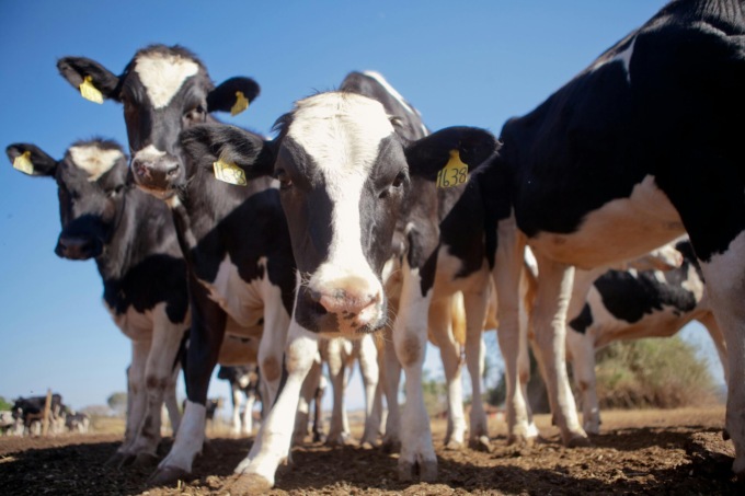 Regione Lombardia: al via il piano per limitare le emissioni nella zootecnia