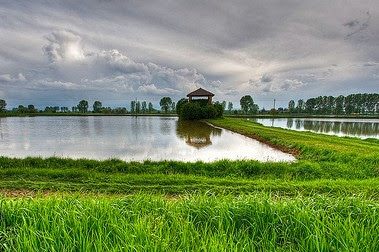 Risicoltori pavesi ostacolati dal maltempo estremo, via libera alla deroga sull’uso delle sementi