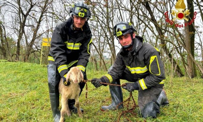Agnello sfugge a un gregge e cade in una scarpata, salvato dai Vigili del Fuoco