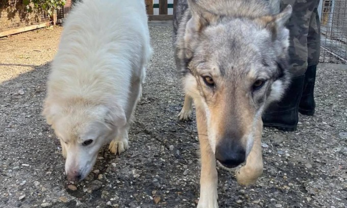 Rinchiusi in un casolare tra escrementi e rifiuti, salvati due cani in provincia di Pavia