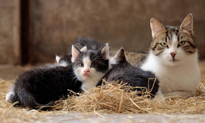 Strage di gatti per la peritonite infettiva, LNDC: “C’è un farmaco, ma non possiamo usarlo”