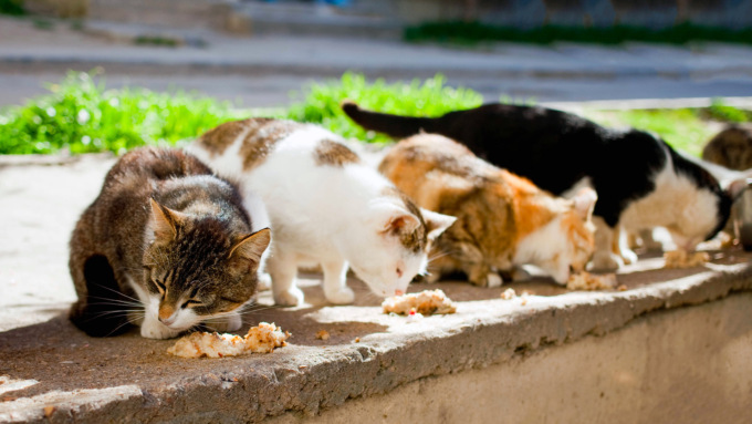 Dopo tre mesi dalla caduta dalla scala mentre portava cibo ai gatti, muore al San Matteo