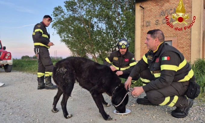 Cane in pericolo sulle rive del Po, salvato dai Vigili del Fuoco di Pavia
